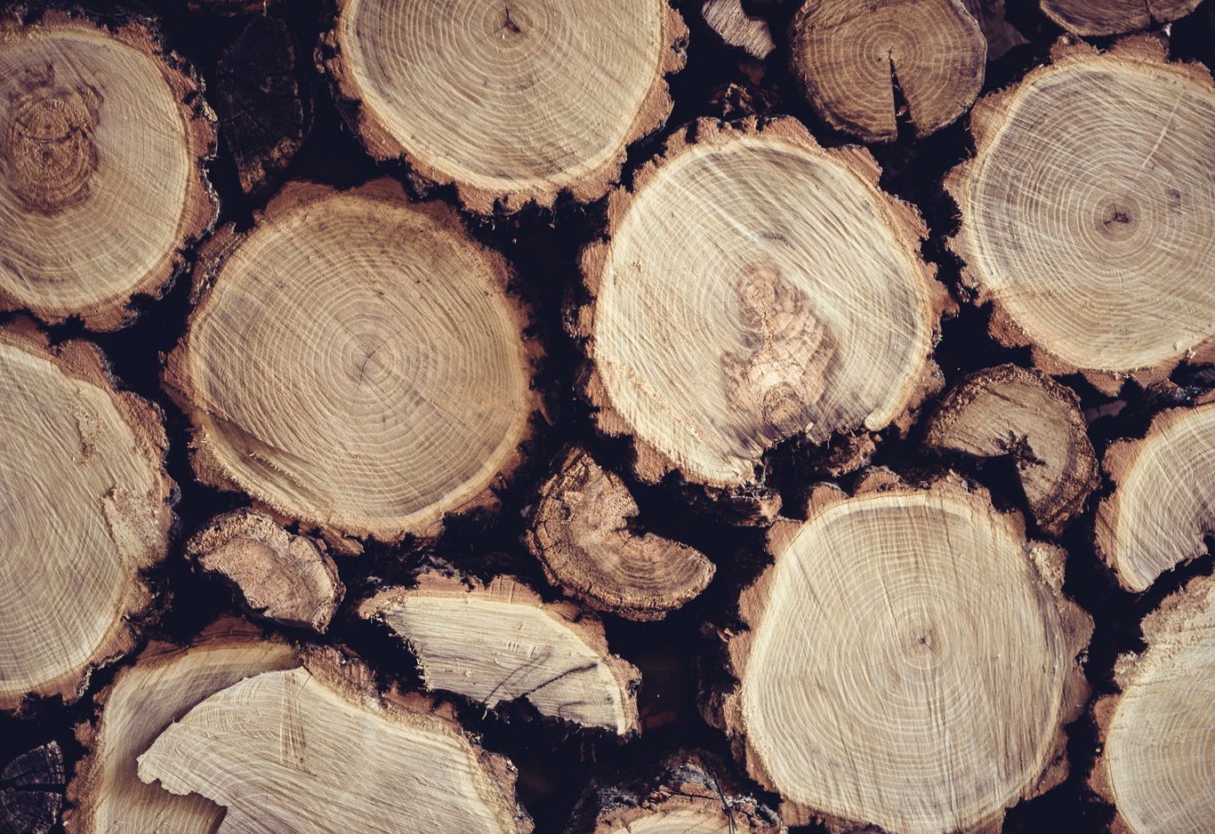 Närbild av staplade avskurna trädstockar som visar årliga tillväxtringar och grova barkkanter.