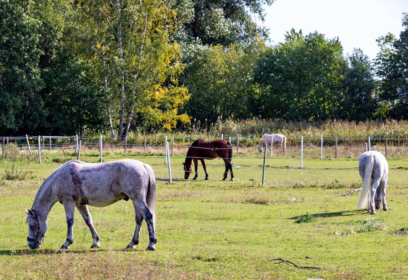 Fyra hästar betar i en hage