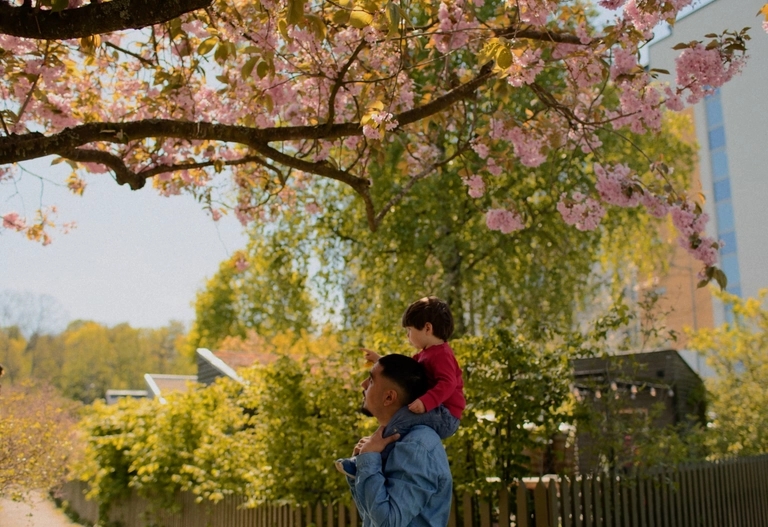 Barn på pappas axlar under blommande träd i rosa