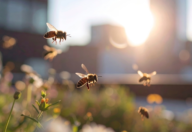Närbild av flera bin som flyger över blommor på en takterrrass med solljus och byggnader suddiga i bakgrunden.